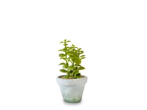 Planta Maceta Moneda Artificial 20cm